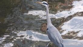 Eye on Nature: Your notes and queries for Ethna Viney