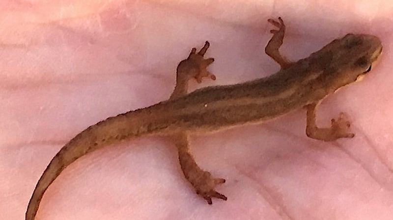 A young newt