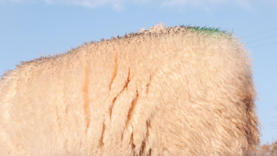 Of a sheep by Miriam O’Connor