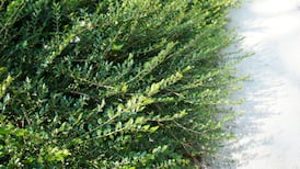 Moss has taken over my hedge. How do I get rid of it?