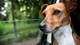 Australian minister apologises for chauffeur-driven trip for his dogs