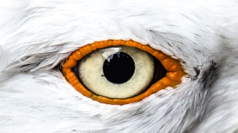 Druid’s The Seagull