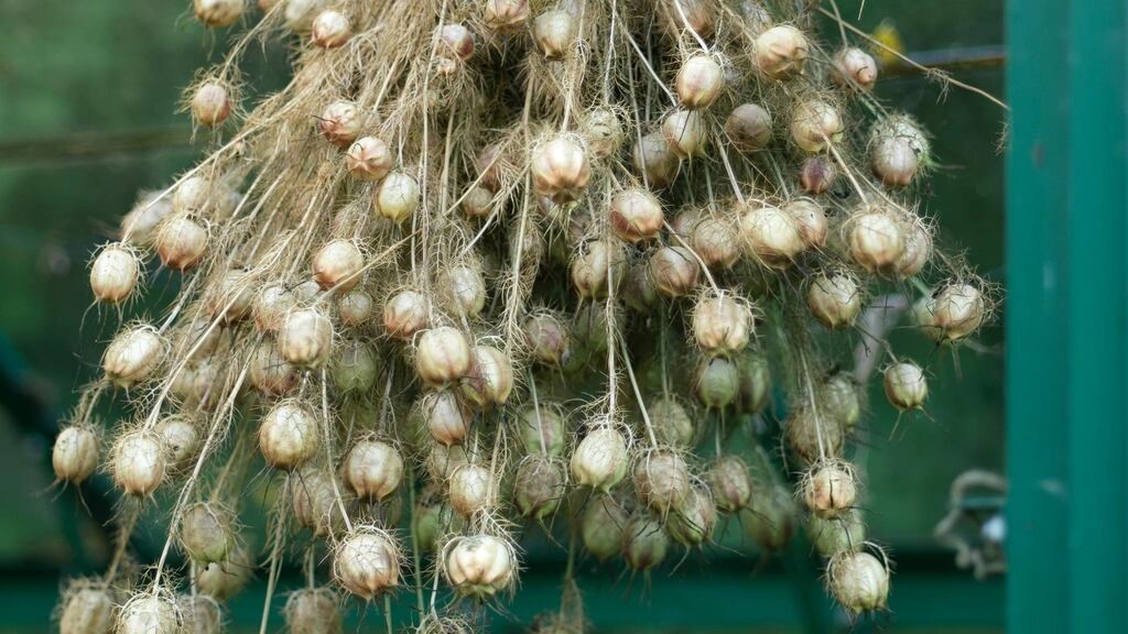 Nigella seed heads drying in a glasshouse. Photograph: Richard Johnston