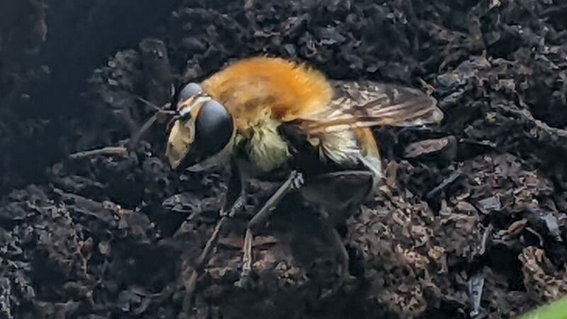 Flower bee, supplied by Colm Ó Muirí.