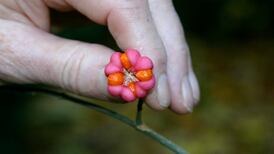 What are these these pretty seeds I recently came across