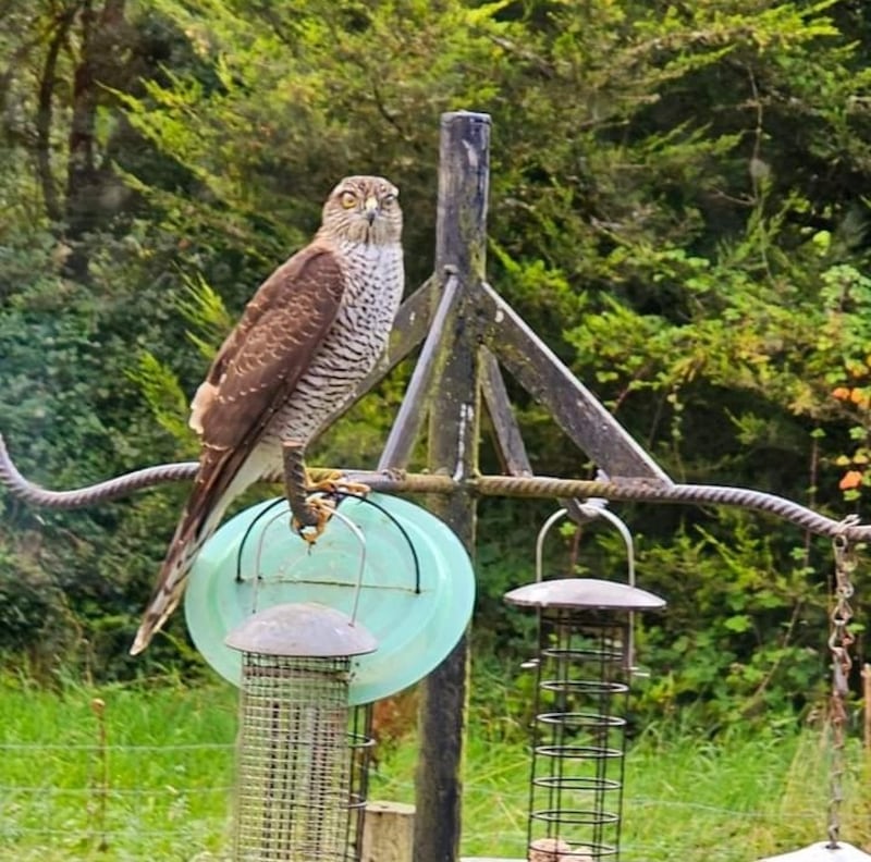 Sparrowhawk. Photograph supplied by Tricia Waldron