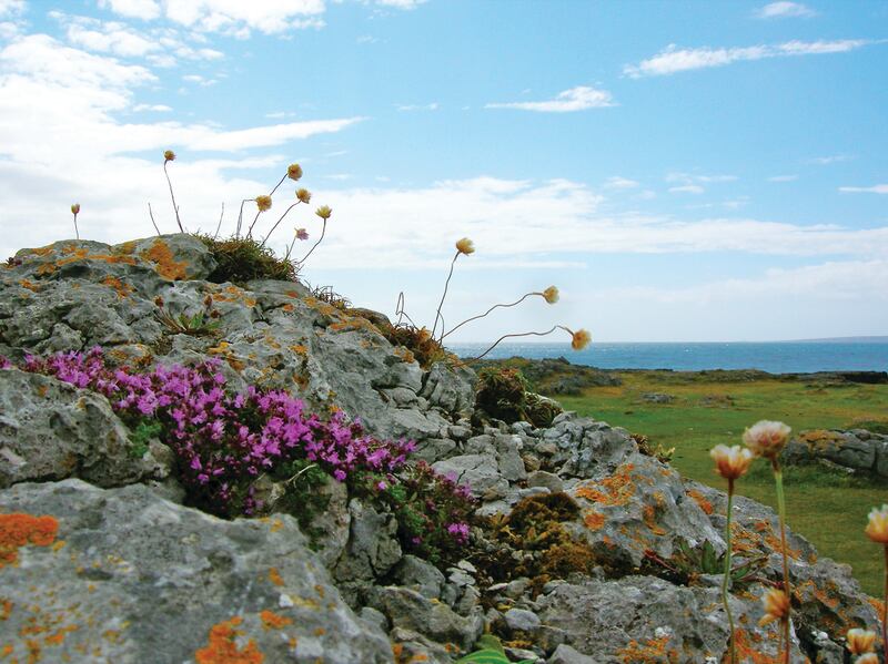 Burren flowers. Photograph: Burren Ecotourism Network