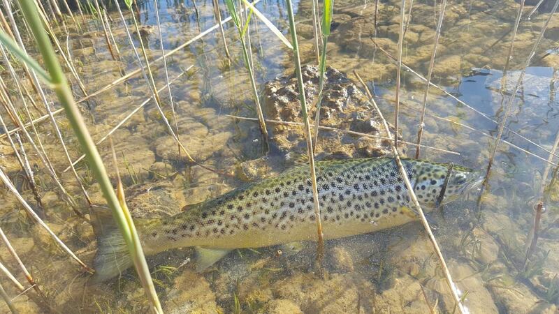 Larry McCarthy’s 1.3kg trout caught and released on Corrib