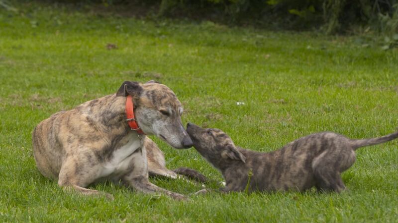 RTÉ Investigates: Greyhounds Running for their Lives