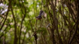 New Zealand to embark on world’s largest feral predator eradication in bid to protect native species