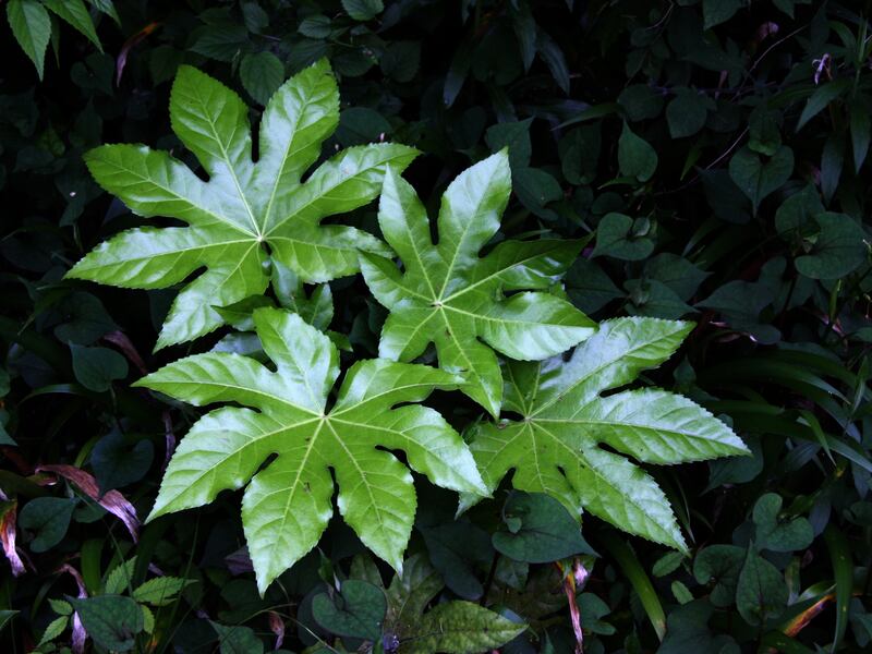 Fatsia japonica