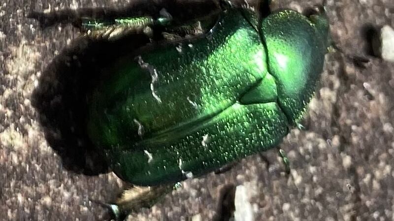 Rose chafer