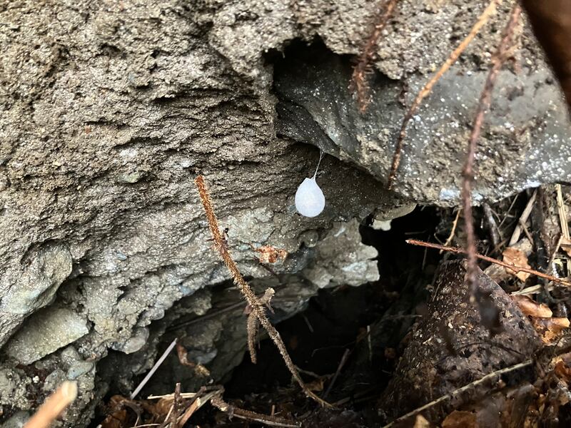 Egg sac of the cave spider. Photograph supplied by Claire Roche