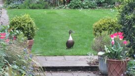 Eye on Nature: Your notes and queries for Ethna Viney