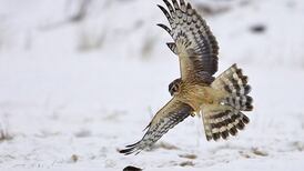 Campaigners call for wildlife crime unit over biodiversity crisis