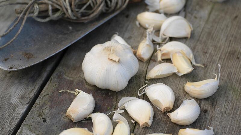 October is a great time to plant garlic, which needs a lengthy growing period and low temperatures in order to crop well.