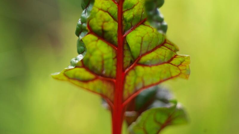 The colourful edible leaves of Swiss chard. Photograph:  Richard Johnston