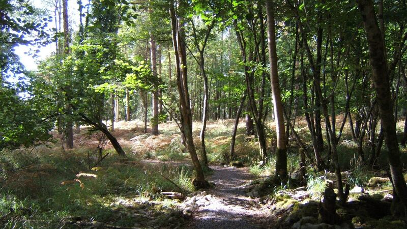 Portumna Forest Park