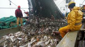 It’s complicated: the relationship between humans and cod