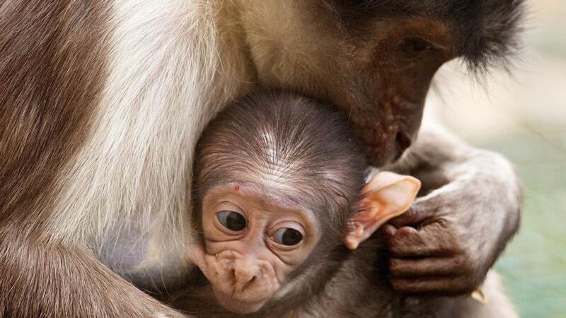 Dublin Zoo is one of a dozen European zoos participating in a breeding programme for the mammals and their births raises the number in the Dublin troop to eight.