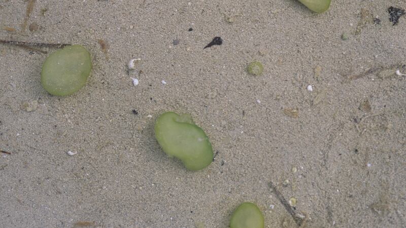 Green ophrydium in Lough Carra: “It should be white. It’s yet another sign that there are too many nutrients in the lake.” Photograph: Lynda Huxley