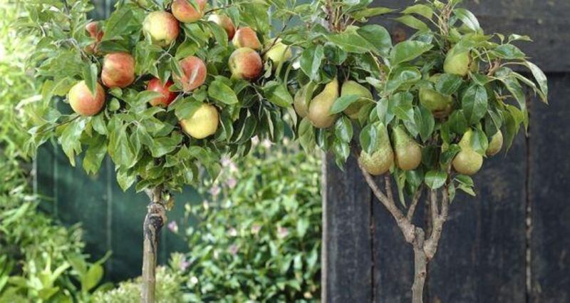 The ultra-compact Lilliput series of fruit trees , a perfect gift for those with limited growing space, available from Mr Middleton – €25
