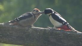 Eye on Nature: Woodpeckers; box tree moth; marsh helleborines; barrel jellyfish; red latticed stinkhorn; and silver-washed fritillary