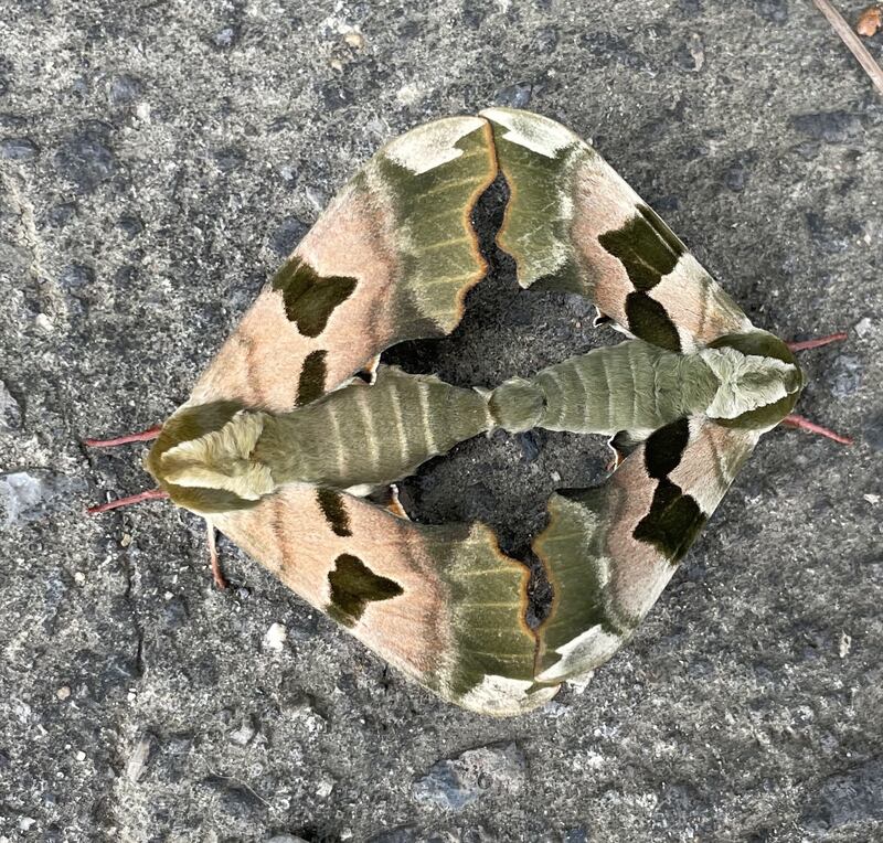 Lime hawkmoths. Photograph: Harry Blaney