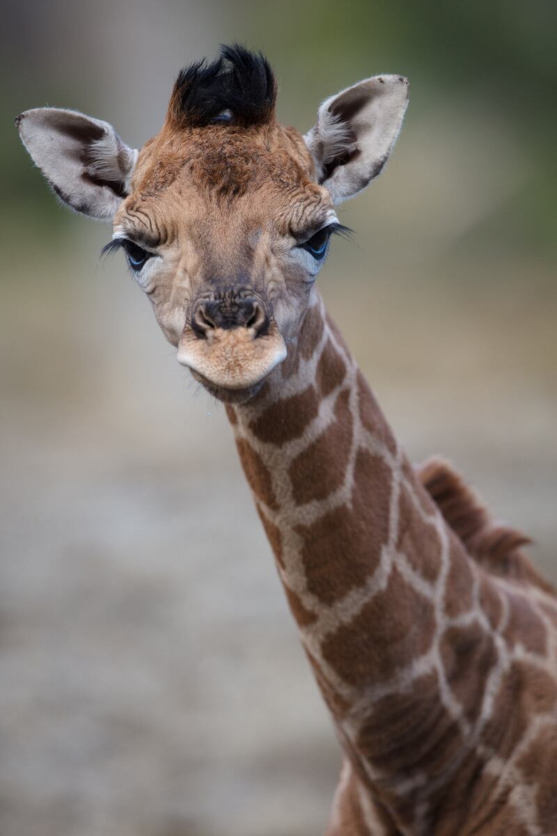 Dublin Zoo’s latest arrival. Photograph: Patrick Bolger/Dublin Zoo