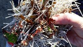 Plastic pollution in south county Dublin described as ‘damaging’ by council