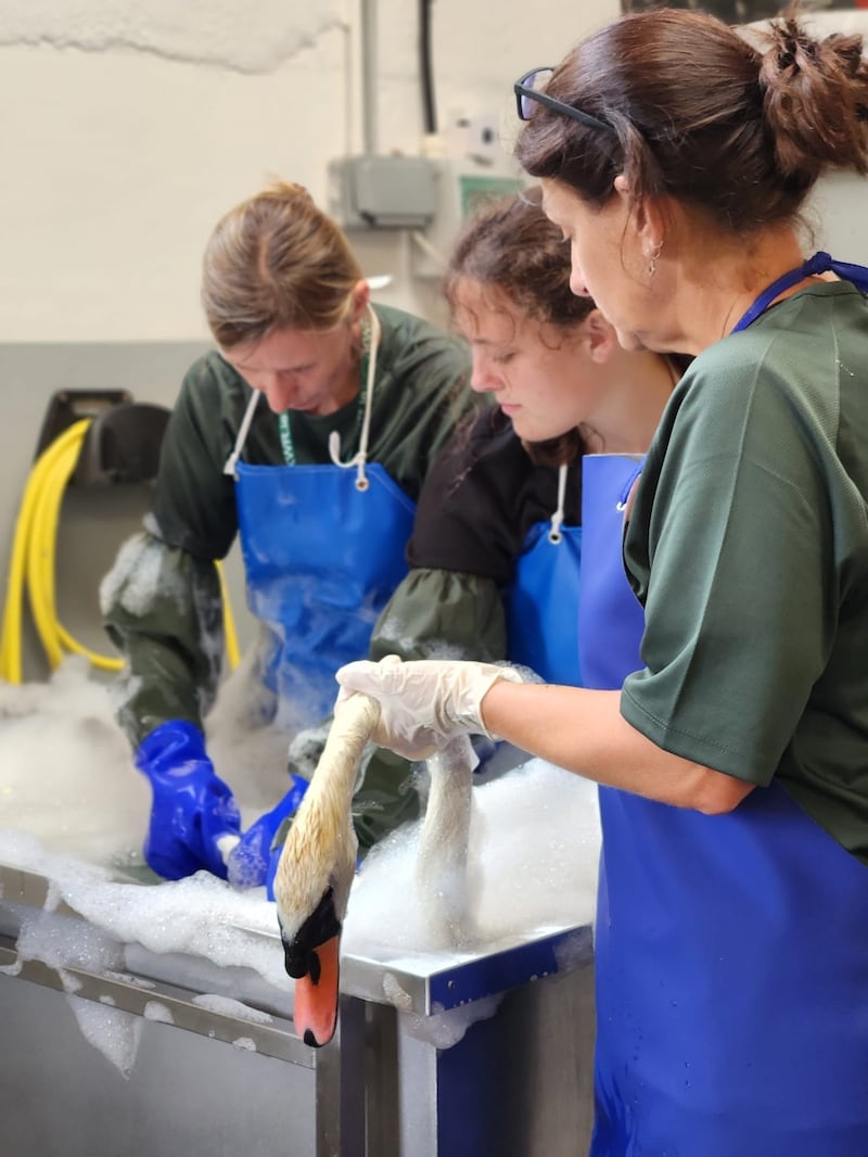 A swan getting washed after being rescued from an oil spill in Kilminchy, Laois. Photograph: Kildare Wildlife Rescue