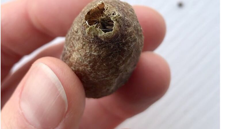 This the empty cocoon of the emperor moth, which emerges at this time of year.