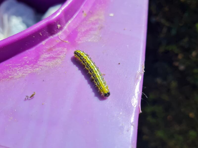 The box tree caterpillar. The moth and the caterpillar have been found in Dublin, Cork, Waterford, Wicklow, Laois, Kildare, Clare, Donegal, Antrim and Down. Photograph: Joe Humphreys