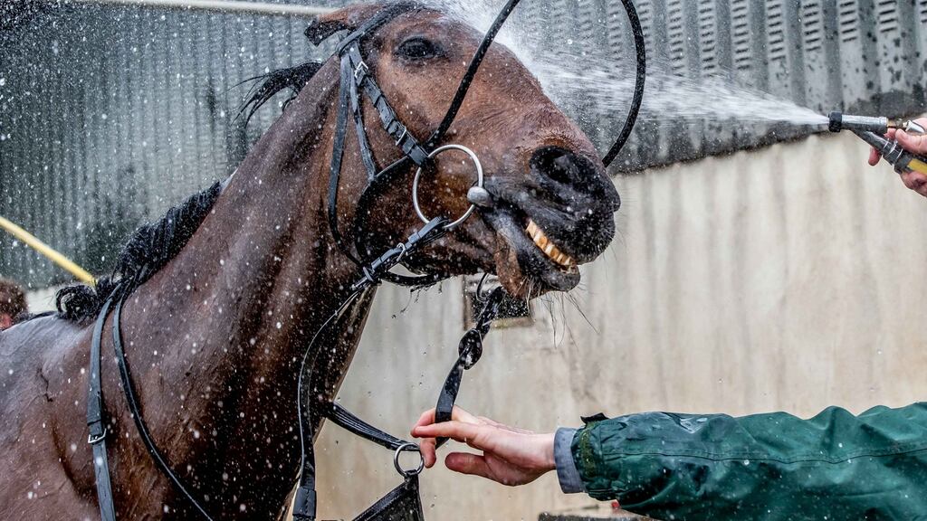 Last year’s Grand National winner Tiger Roll getting washed after morning work at Gordon Elliott’s yard. Photo: Morgan Treacy/Inpho