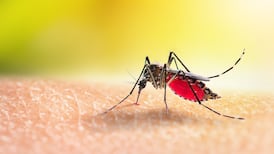 Mosquito-borne diseases spreading in Europe due to climate change, says expert