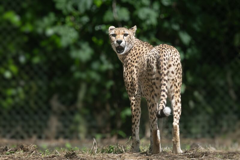 Callie was Dublin Zoo’s first cheetah in 20 years. Photograph: Patrick Bolger