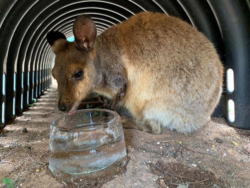 Warru, a black-footed rock wallaby, licking an ice bowl to cool down in the heat at Adelaide Zoo in the South Australia city of Adelaide. Photograph: Adelaide Zoo/AFP/Getty Images
