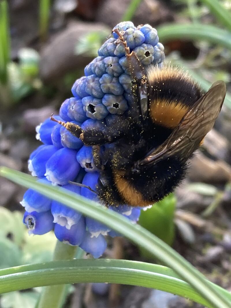 Queen buff-tailed bumblebee