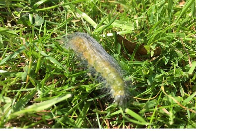 A caterpillar of the white, miller moth