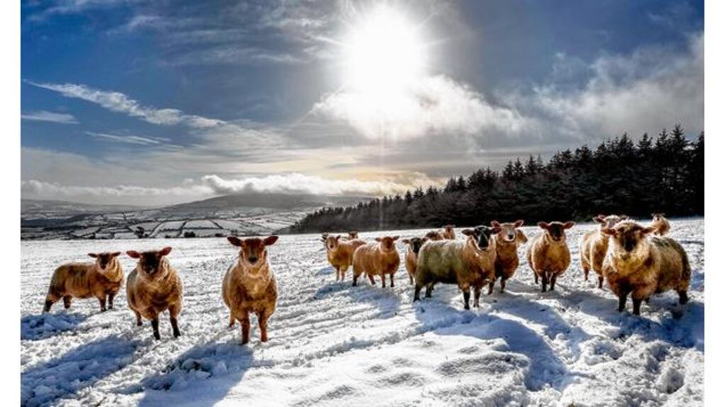 Sheep in the snow at Coppanagh, Co Kilkenny, yesterday. photograph: dylan vaughan