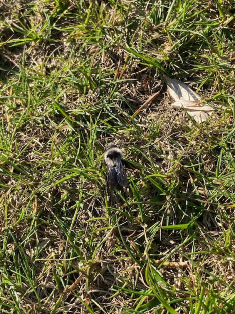Mining bees. Photograph supplied by Ned Kelly
