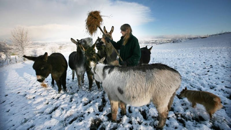 Sue Paling on the slopes of Bricklieve Mountains, Co Sligo, to provide fodder to rescued donkeys at the snow-covered Sathya Sai Sanctuary. Photograph: Brian Farrell