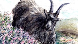 Another Life: Wildlife is as much a part of Ireland’s heritage as its castles are