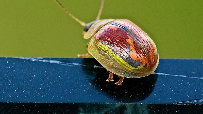Ground beetle copper greenlocks
