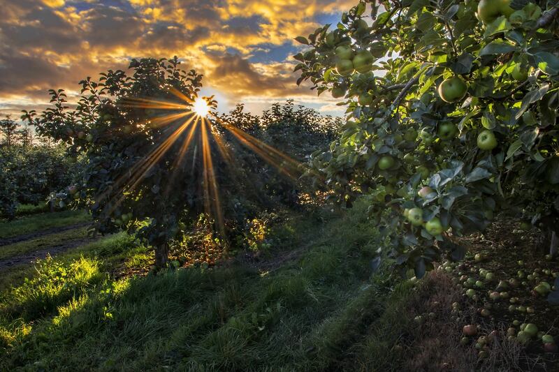 Sunrise shot in an apple orchard near Richhill, Co Armagh. Photograph: Getty