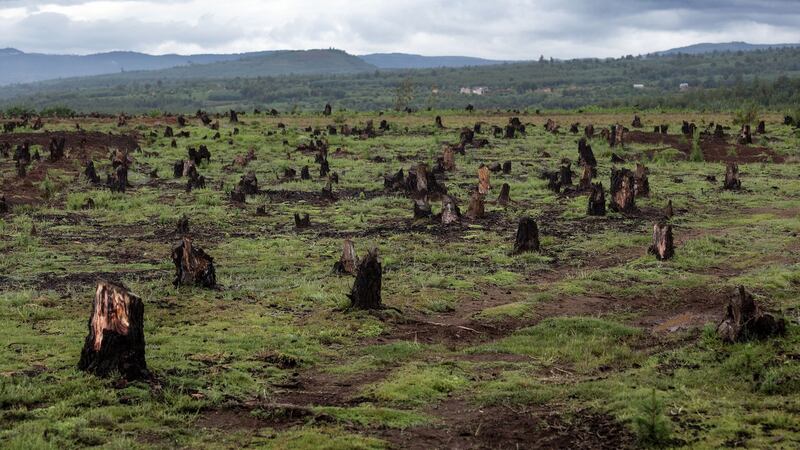 Stumps on the valley caused by deforestation and slash-and-burn type of agriculture in Madagascar. Photograph: Dudarev Mikhail/Shutterstock
