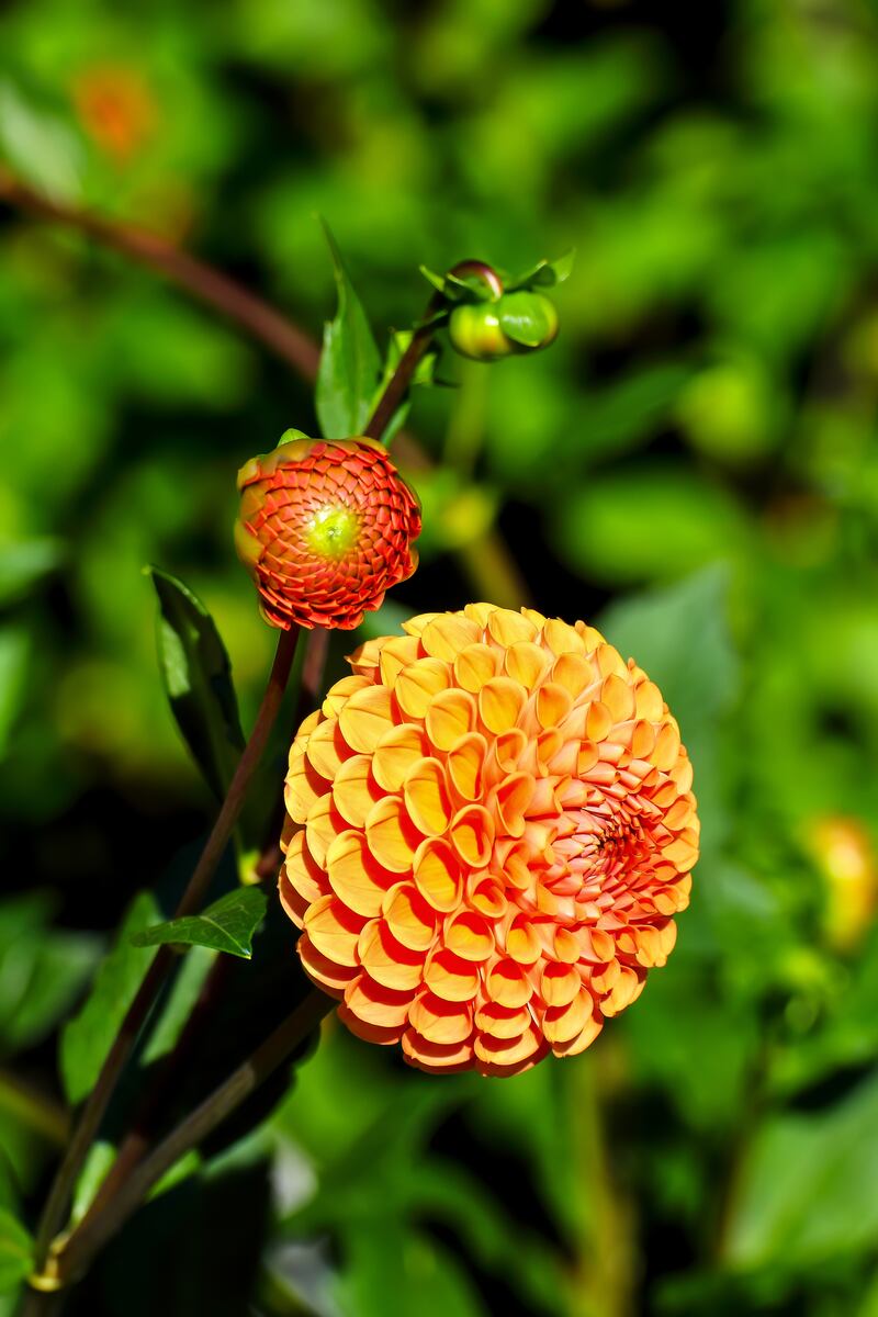 Flower of the dahlia Jomanda: dahlias are among the most popular garden plants worldwide. More than 1,000 breeding forms are now known. Photograph: iStock