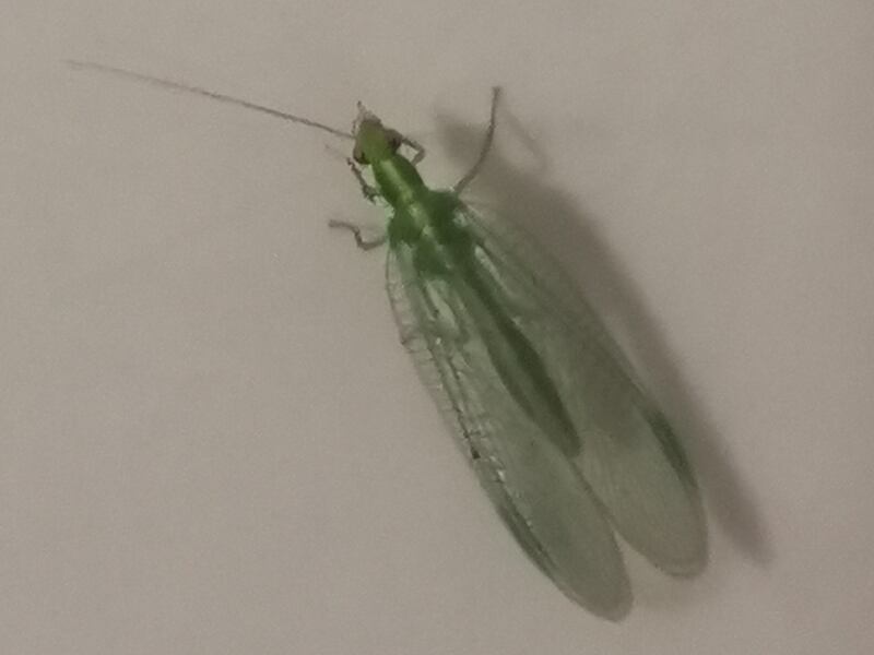 Lacewing. Photograph supplied by Stephen Kernan