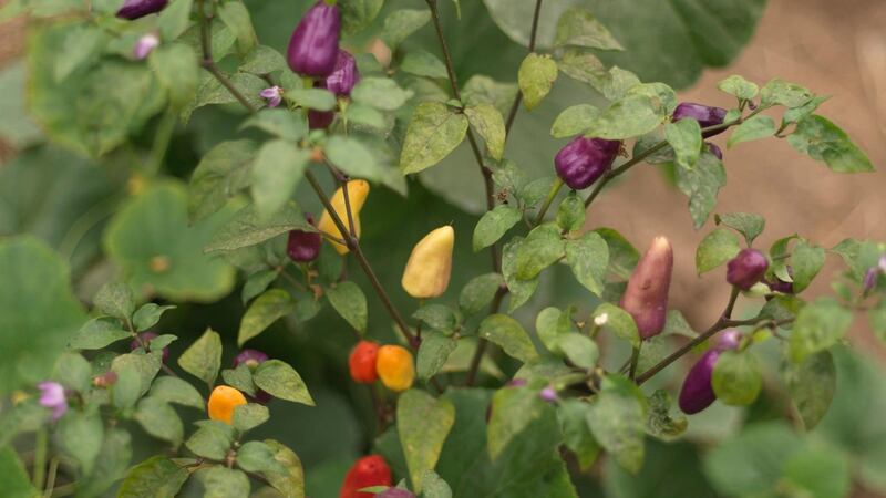 February is a good time to sow seed of other heat-loving food crops such as chilli peppers. Photograph: Richard Johnston