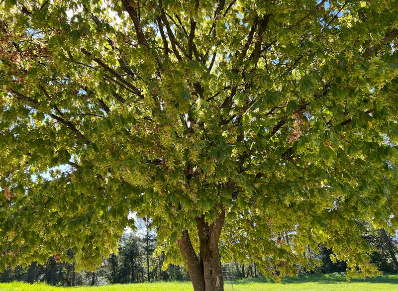Hornbeam, Carpinus, betulus, is a deciduous tree that is often found in our forests.